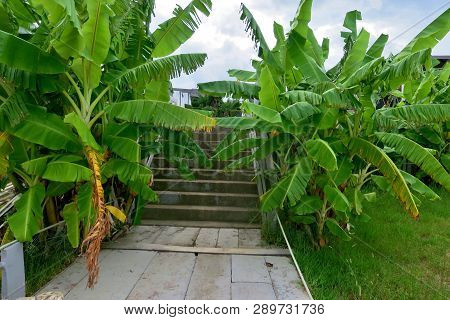 Large Exotic Trees Of Bright Green Color