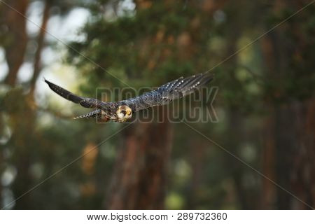 Red-footed Falcon (falco Vespertinus) Is A Small Bird Of Prey