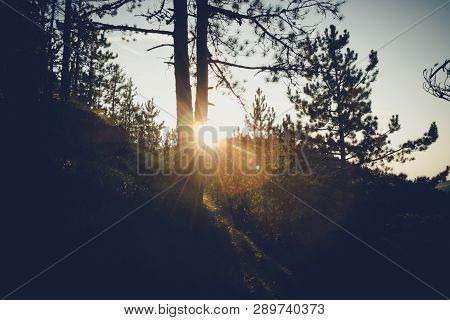 Sunset In Pine Forest Nature Background. Dark Background Of Pine Forest.last Sun In Forest Nature. S