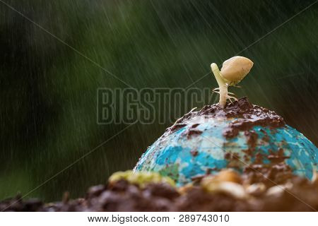 Seeding Plant On Clay Globe Model On Raining Suny Day On Green Grass, Green World Environment Ecolog