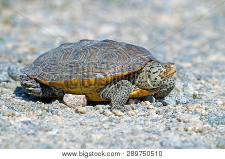 A Diamondback Terrapin Turtle Laying Eggs On Dirt Road