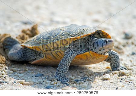 A Diamondback Terrapin Turtle Laying Eggs On Dirt Road