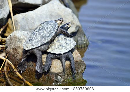 A Pair Of Diamondback Terrapin Turtles On A Rock