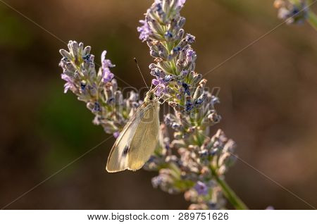 Butterfly Leptidea Sinapis On Lavender Angustifolia, Lavandula