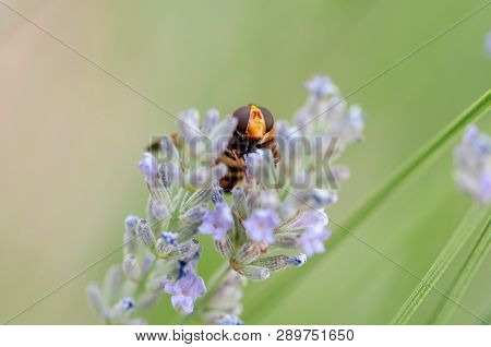 Honey Bee On Lavender Angustifolia, Lavandula