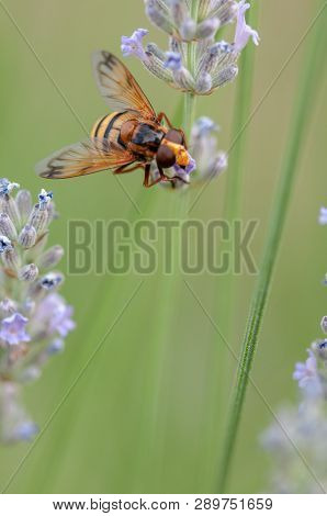 Honey Bee On Lavender Angustifolia, Lavandula