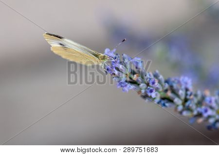 Butterfly Leptidea Sinapis On Lavender Angustifolia, Lavandula