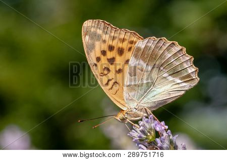 Papilio Argynnis Paphia On Lavender Angustifolia, Lavandula