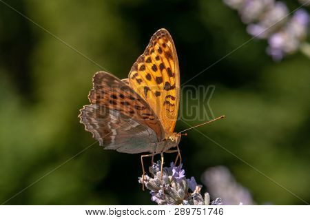 Papilio Argynnis Paphia On Lavender Angustifolia, Lavandula