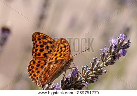 Papilio Argynnis Paphia On Lavender Angustifolia, Lavandula