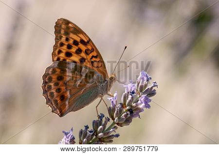 Papilio Argynnis Paphia On Lavender Angustifolia, Lavandula