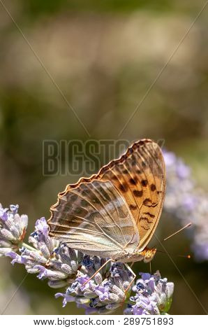 Papilio Argynnis Paphia On Lavender Angustifolia, Lavandula