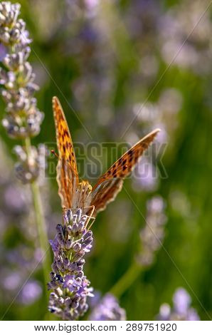 Papilio Argynnis Paphia On Lavender Angustifolia, Lavandula