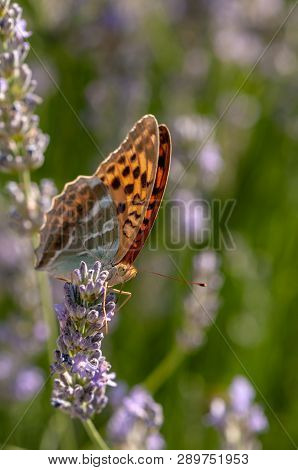 Papilio Argynnis Paphia On Lavender Angustifolia, Lavandula