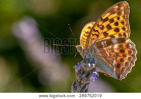 Papilio Argynnis Paphia On Lavender Angustifolia, Lavandula