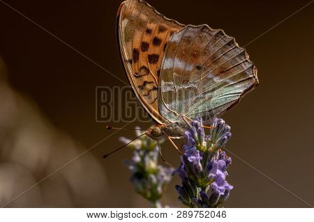 Papilio Argynnis Paphia On Lavender Angustifolia, Lavandula