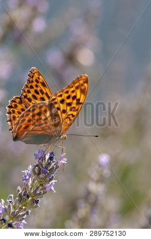 Papilio Argynnis Paphia On Lavender Angustifolia, Lavandula