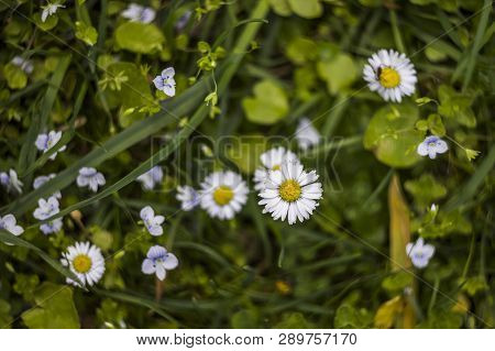Blossoming Chamomiles And Creeping Speedwell Flowers