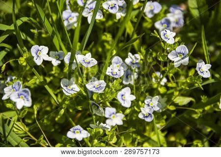 Blossoming Creeping Speedwell Flowers