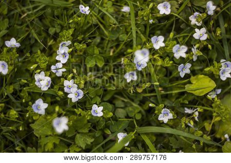 Blossoming Creeping Speedwell Flowers