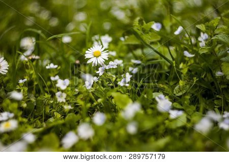 Blossoming Chamomiles And Creeping Speedwell Flowers