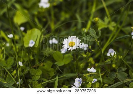 Blossoming Chamomiles And Creeping Speedwell Flowers