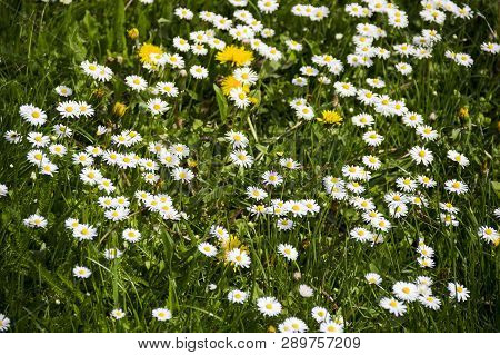 Blossoming Chamomiles Flowers