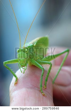 Close-up Green Locust On A Finger With Big Eyes Bug