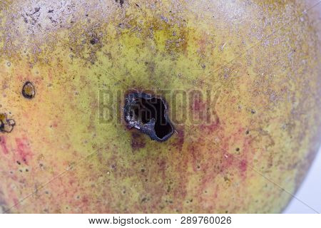 Close-up Boring Trace Of A Codling Moth Cydia Pomonella, In A Wormy Apple. On White Background. Plac