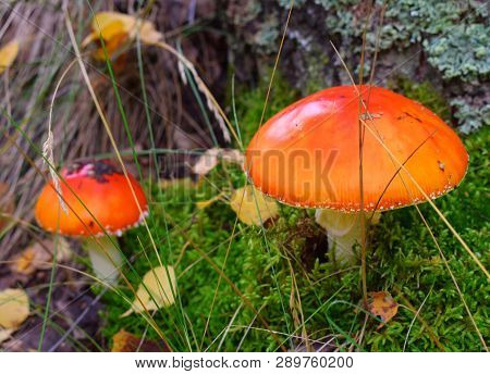 Two Mushrooms With Orange Top In Forest At Autumn