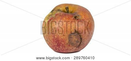 Boring Trace Of A Codling Moth Cydia Pomonella, In A Wormy Apple. On White Background. Place To Writ