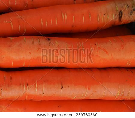 Fresh Orange Carrot At Autumn Close-up Natural