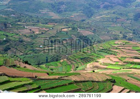 Step Cultivation In Poombarai Village