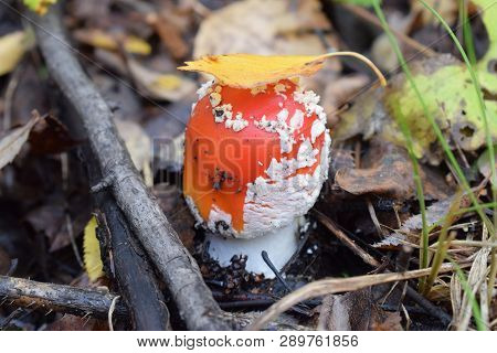 Mushroom Poisonous In Forest Close-up With Yellow Leaf In Autumn