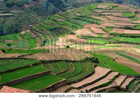 Beautiful Step Cultivation In Poombarai Village Near Kodaikanal In Tamilnadu
