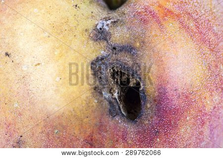 Close-up Boring Trace Of A Codling Moth Cydia Pomonella, In A Wormy Apple. On White Background. Plac