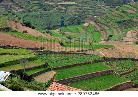 Terrace Farming In Kodaikanal