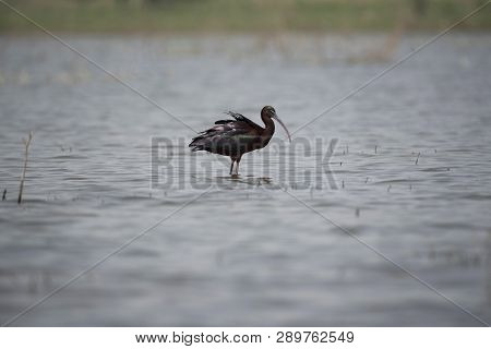 Glossy Ibis, Plegadis Falcinellus, Bhigwan, Pune District, Maharashtra, India