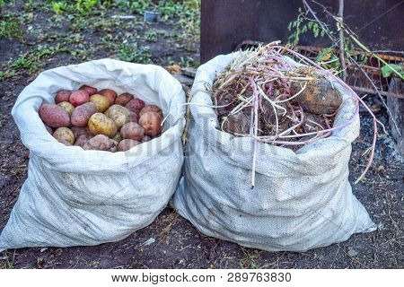 Two Bags With Fresh And Old Potatoes With Sprouts Difference At Garden Reserve