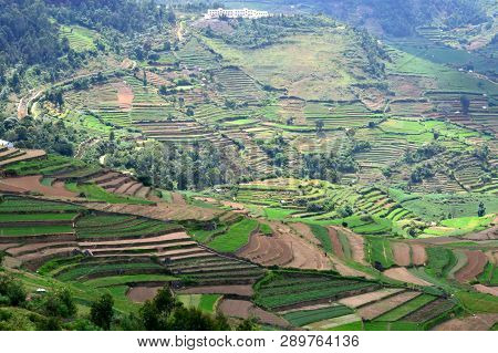 Green Terraced Fields In Poombarai