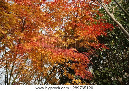Red Maple Trees Fall Autumn Natural Background
