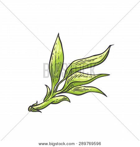 Bamboo Green Leaves - Vector Illustration Of Traditional Asian Bambu Zen Plant