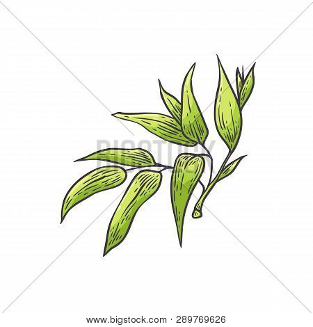 Bamboo Green Leaves - Vector Illustration Of Traditional Asian Bambu Zen Plant In Sketch Style.