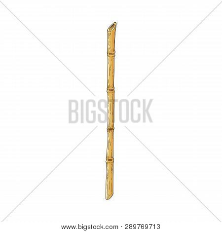 Brown Bamboo Stick In Sketch Style Isolated On White Background.