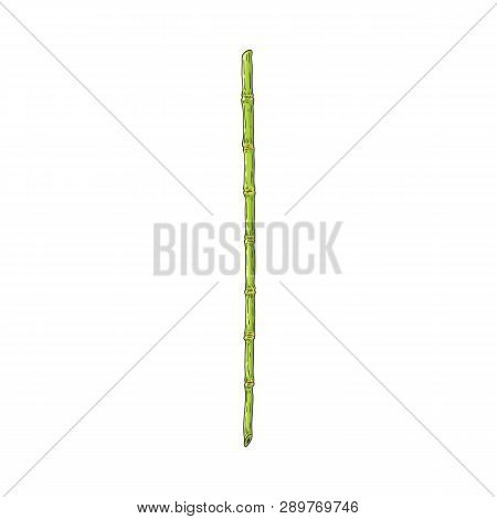 Green Bamboo Stem In Sketch Style Isolated On White Background.
