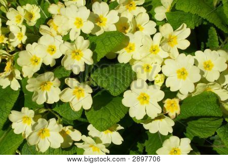 Primroses ป่าเหลือง Cornish
