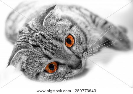 British Shorthair With Bright Yellow Eyes Lying On The Floor On A White Background