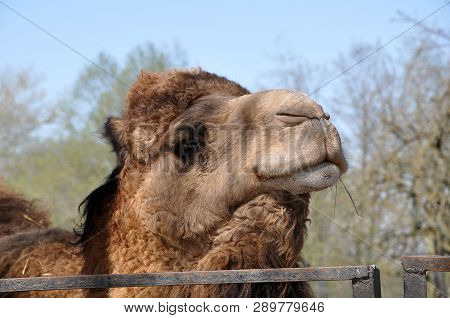 Head Of The Bactrian Camel With Straw