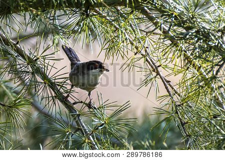 Warbler With Red Eye In A Pine Tree