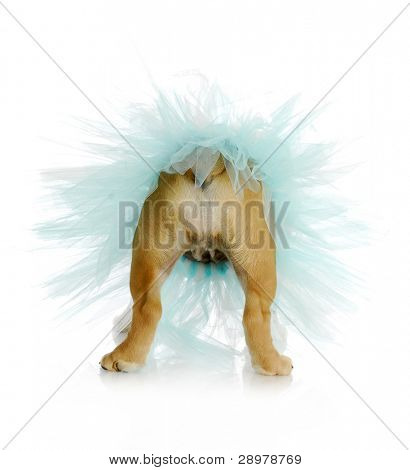 dog bum - english bulldog bum wearing blue tutu